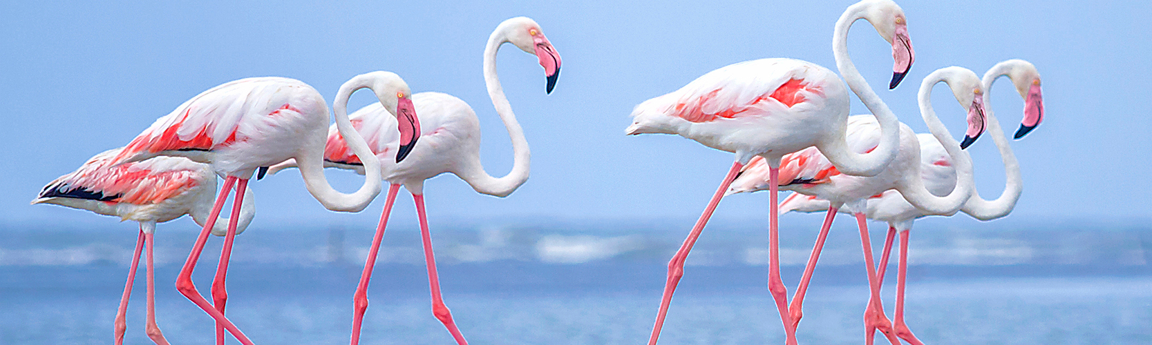The greater flamingo is the state bird of Gujarat in India
